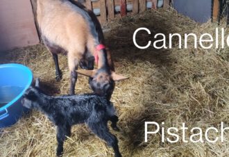 La ferme aux oeufs bleus