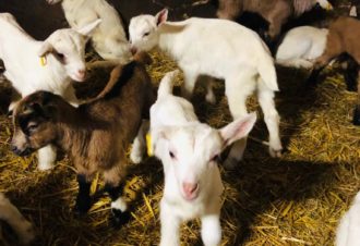 Ferme de la Fruitière