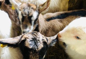 Ferme de la Fruitière