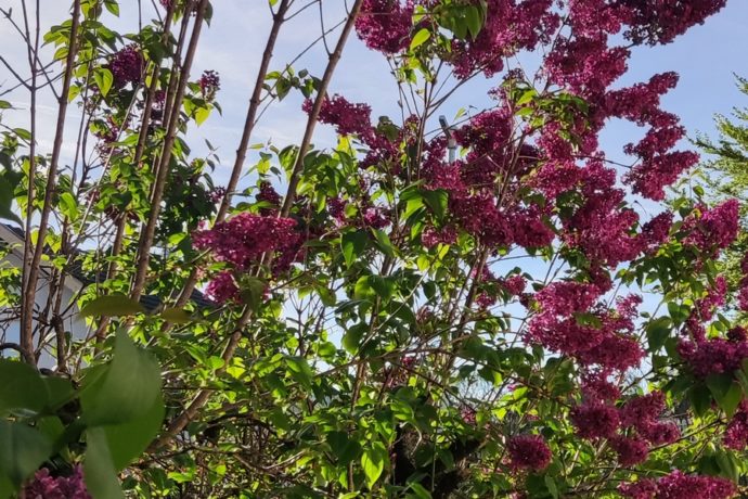 Les lilas au printemps1603