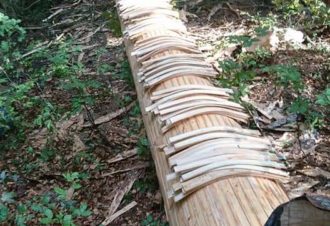 Découverte du métier de « Sanglier »