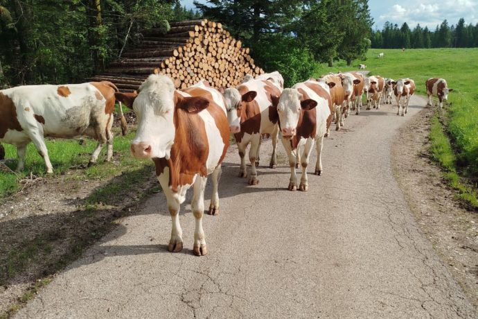 Vaches Montbéliardes, lait pour le Comté