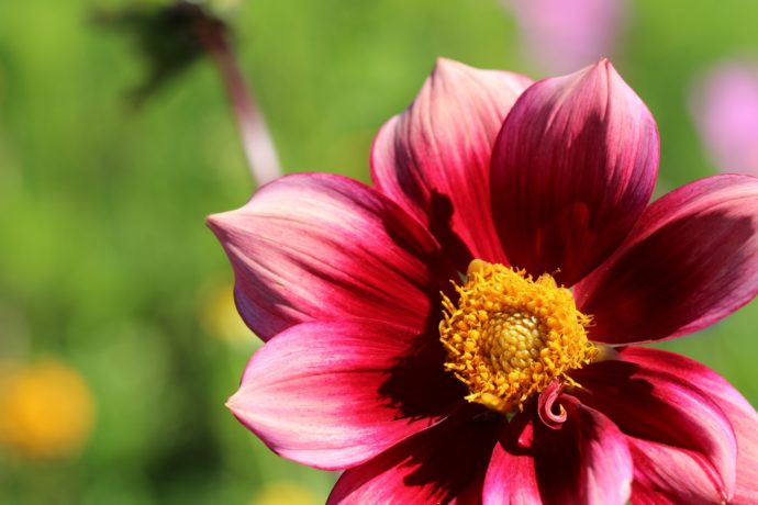 Fleurs de le ferme Cassiopée