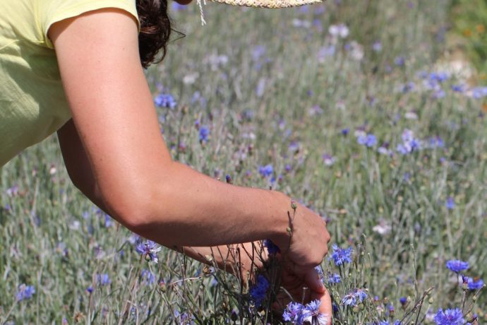 Cueillette à la ferme Cassiopée