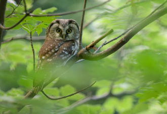 Jean-Baptiste Strobel – Guide naturaliste, accompagnateur en montagne