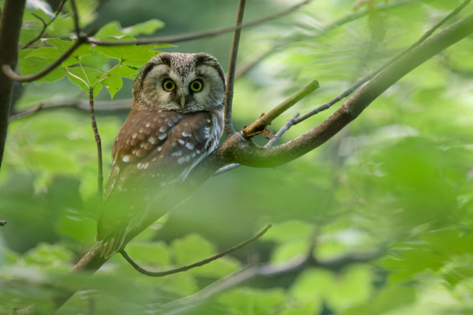 Chouette de Tengmalm