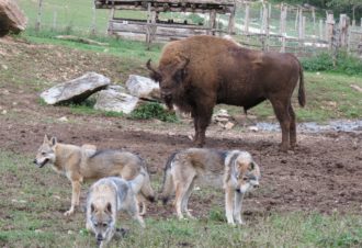 Parc Héria – Parc animalier du Hérisson