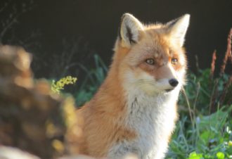 Parc Héria – Parc animalier du Hérisson