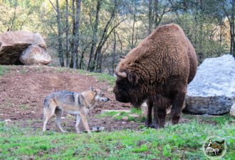 Parc animalier du Hérisson