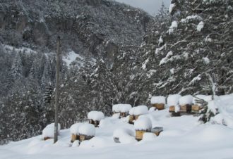 De la Ruche aux Papilles