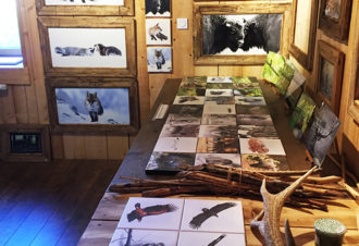 Wild Wolf Gallery