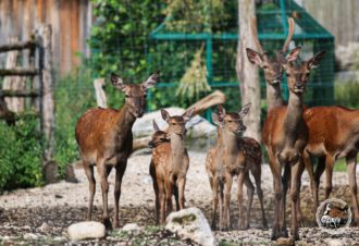 Parc animalier du Hérisson