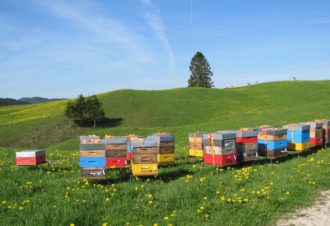 De la Ruche aux Papilles