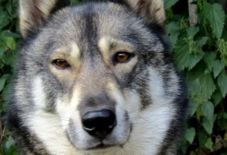 Sentiers Nordiques – Chiens de traîneaux