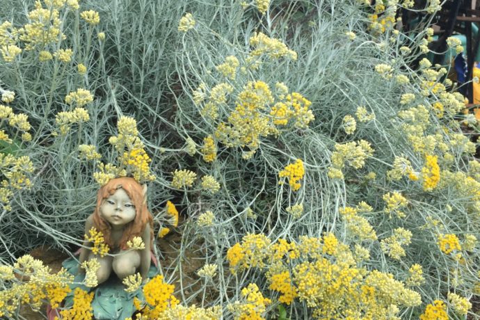 Immortelle
