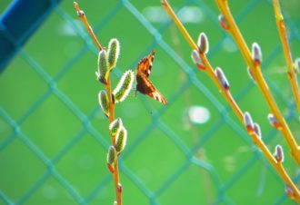 Réserve Naturelle Régionale des tourbières du bief du Nanchez