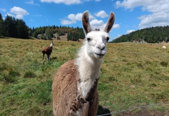 La ferme aux oeufs bleus