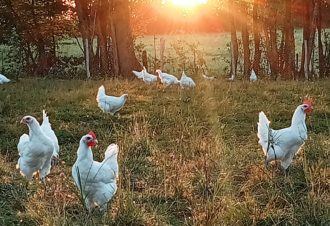 La ferme du coq bressan