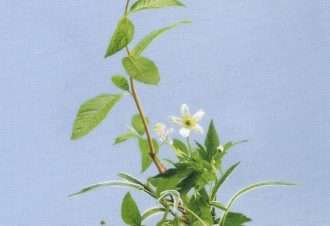 Ikebana : Art floral Japonais