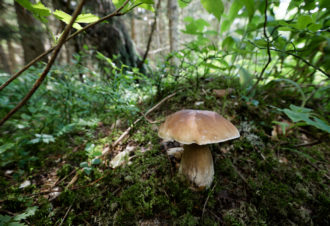 Jean-Baptiste Strobel – Guide naturaliste, accompagnateur en montagne