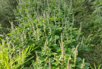Tisanes et Bourgeons