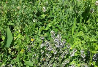 Distillerie La Belle Plante