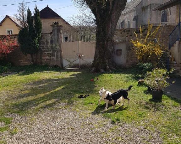 La cour et nos chiens Iris et Pops