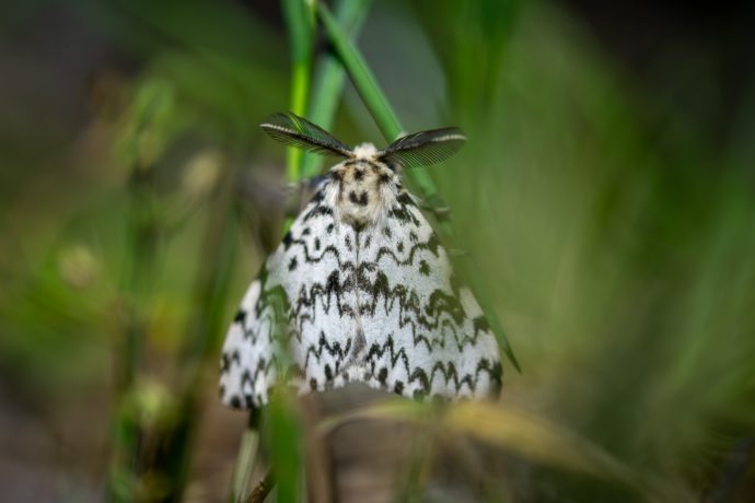 La nonne (Lymantria monacha)