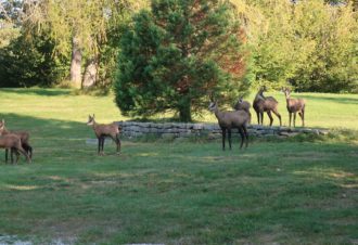 Cascades du Hérisson