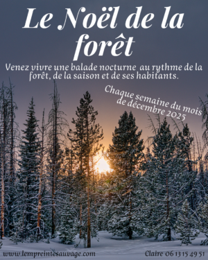 Le Noël de la forêt – 1