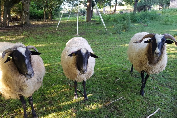 Les 3 moutons de la maison