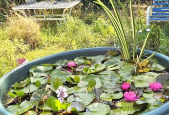 Les Maisons Fougère, bain de nature en Biodiversité