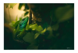 Sylvain Rouvier Photographie