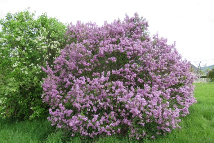 Lilas en fleur