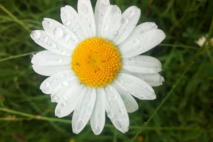 MAG P. 36 –  fleur D. Fatet