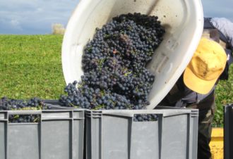 Caveau de Bacchus – Aviet Lucien & Fils