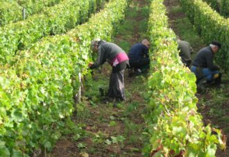 Caveau de Bacchus – Aviet Lucien & Fils