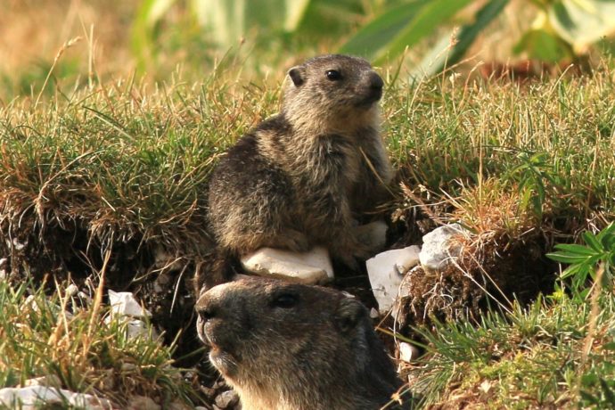 Marmotte et son petit