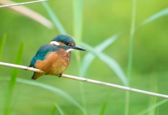 Les oiseaux au fil des saisons