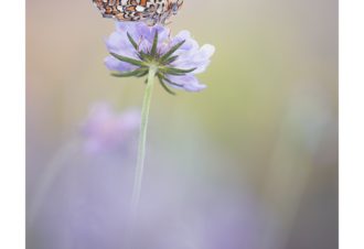 Sylvain Rouvier Photographie