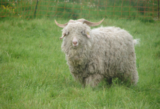 Mohair la vie côté douceur – Élevage de chèvres angora