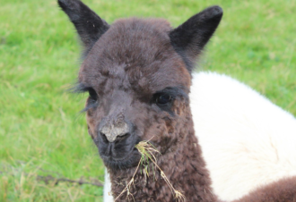 Mohair la vie côté douceur – Élevage de chèvres angora