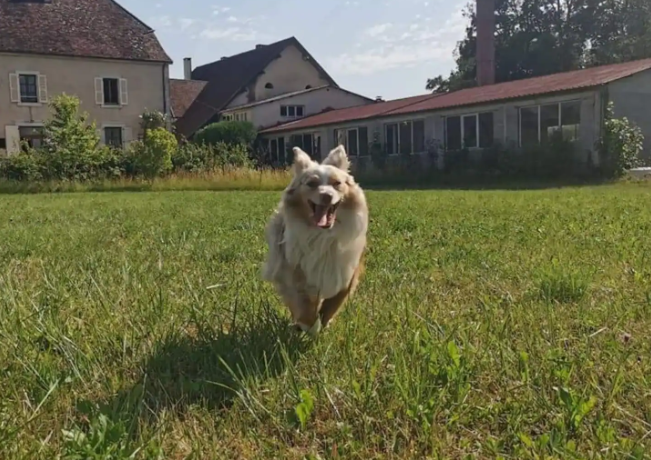 Myska heureux comme tout, dans le terrain partagé derrière la maison, le jour de notre arrivée – Il s’en est passé des choses depuis !