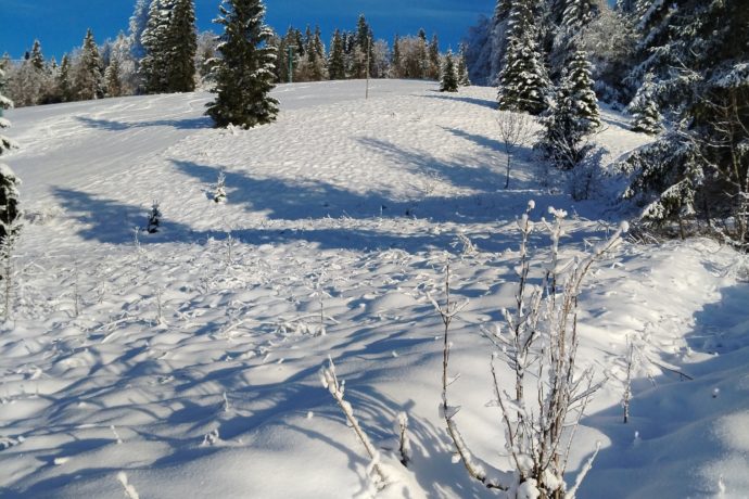 Neige