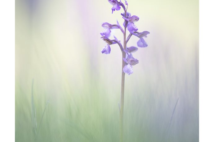 Orchidée Sauvage du Jura