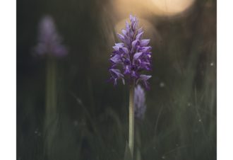 Sylvain Rouvier Photographie