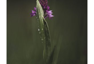 Sylvain Rouvier Photographie