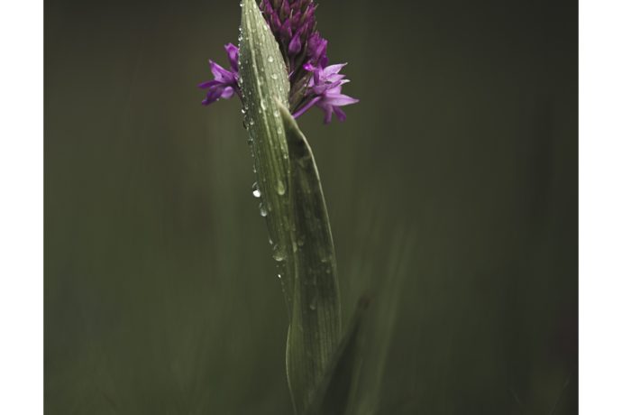 Orchis pyramidal