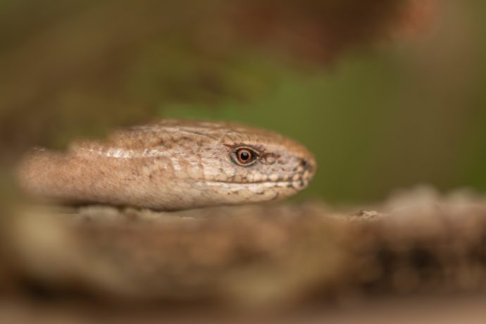 Orvet fragile (Anguis fragilis)