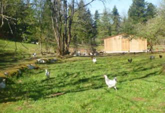 La ferme des petites plumes